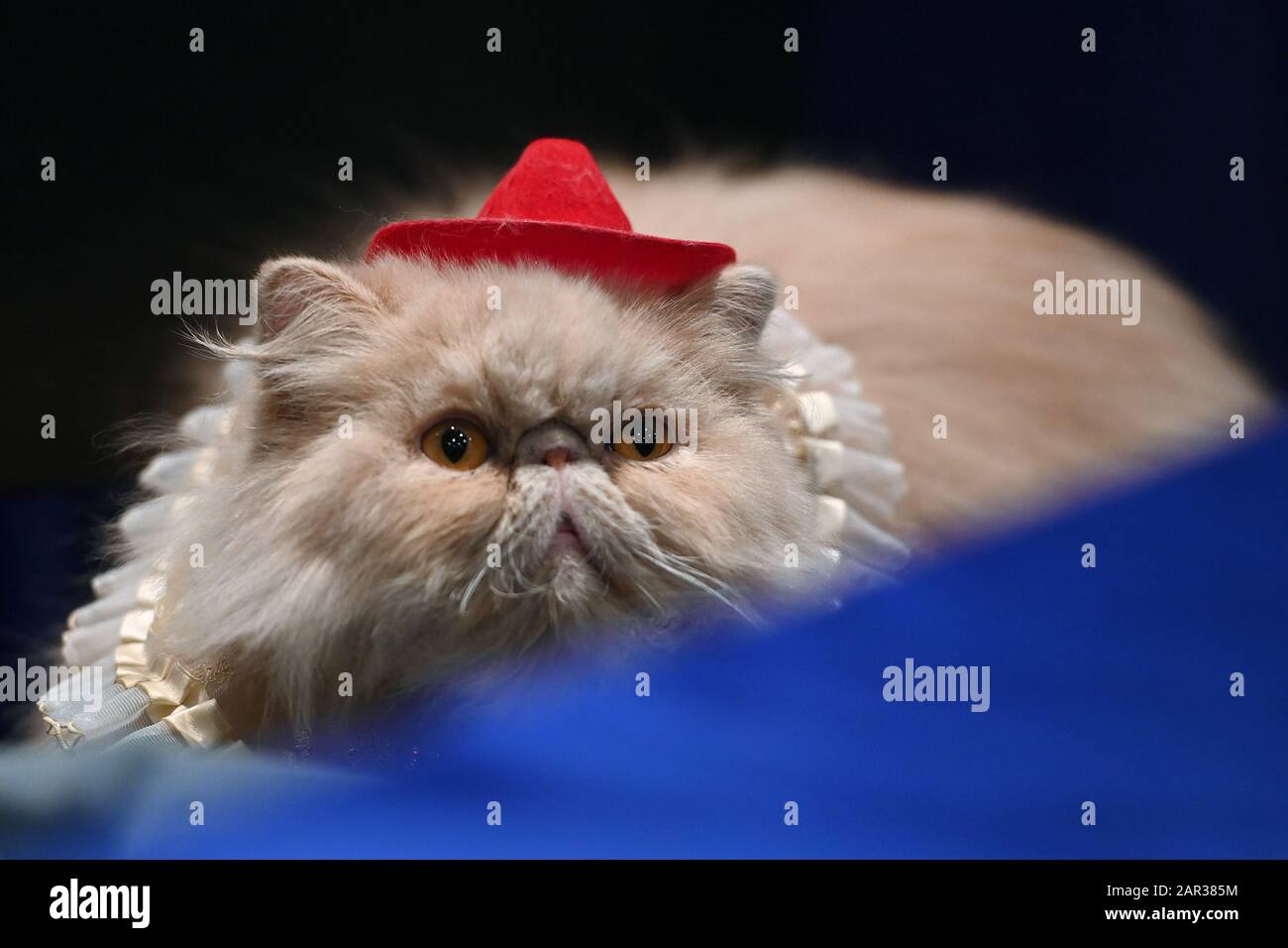 A cat wears a red cowboy hat at the American Kennel Club “AKC Meet The Breeds 2020” held at the Jacob Javitz Center in New York, NY, January 25, 2020. (Photo by Anthony Behar/Sipa USA) Stock Photo