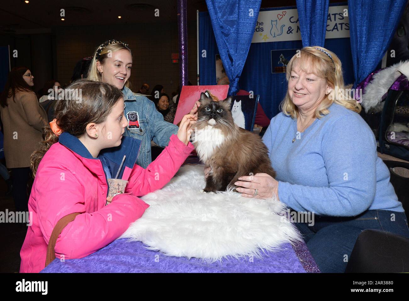 A seal minked mitted Ragdoll cat named Tickle Me Brown sits close to his owner as children per her at the American Kennel Club “AKC Meet The Breeds 2020” held at the Jacob Javitz Center in New York, NY, January 25, 2020. (Photo by Anthony Behar/Sipa USA) Stock Photo