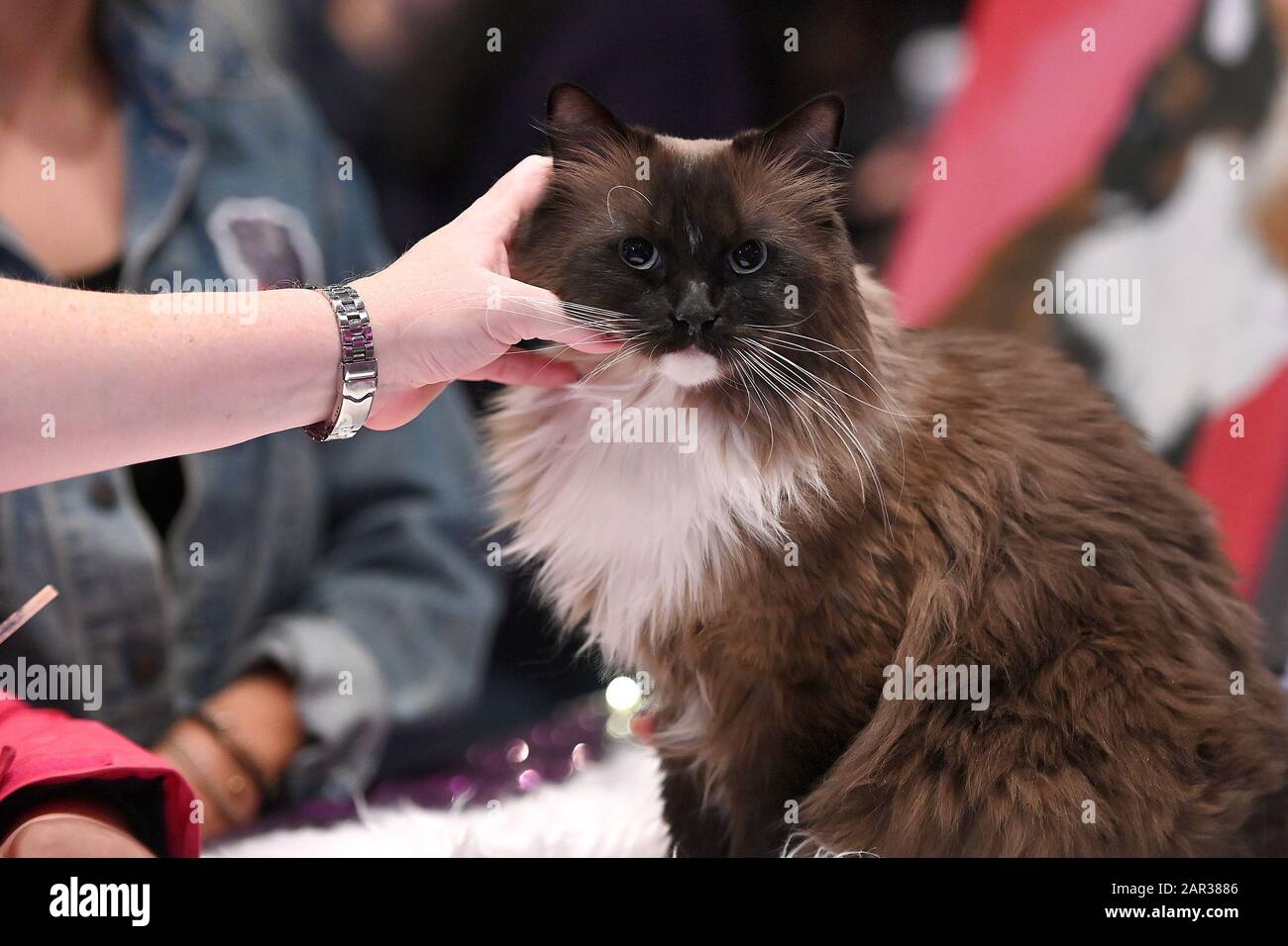 A soft hand carresses a seal minked mitted Ragdoll cat named Tickle Me Brown at the American Kennel Club “AKC Meet The Breeds 2020” held at the Jacob Javitz Center in New York, NY, January 25, 2020. (Photo by Anthony Behar/Sipa USA) Stock Photo