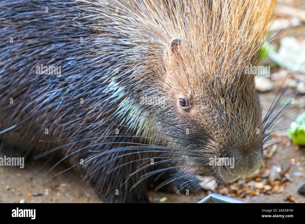 Close-up portrait of the Indian crested porcupine (Hystrix indica). Wildlife and nature photography Stock Photo