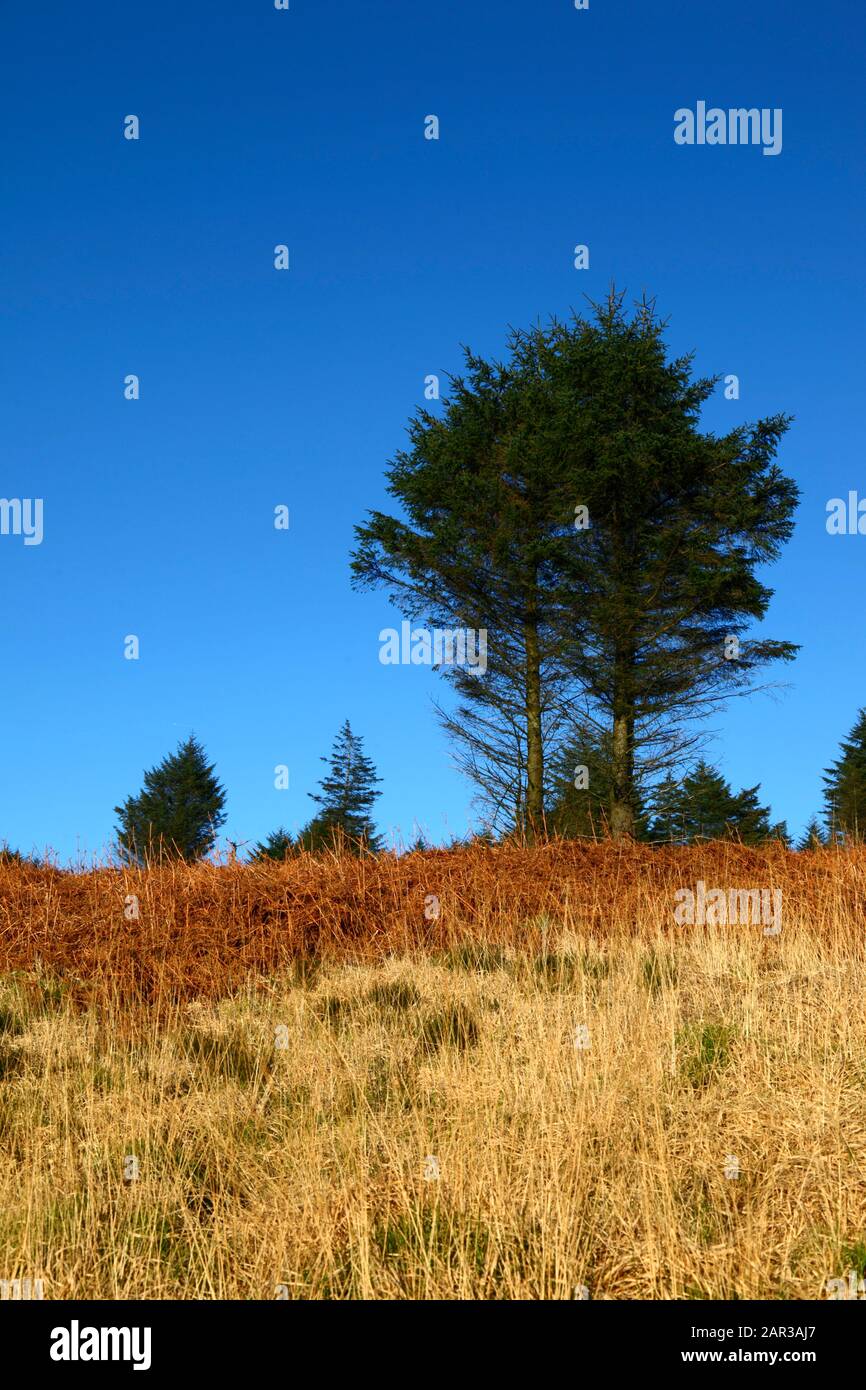 PIne trees and orange bracken on Pen Pych hill above Rhondda Fawr valley, Mid Glamorgan, Wales, United Kingdom Stock Photo