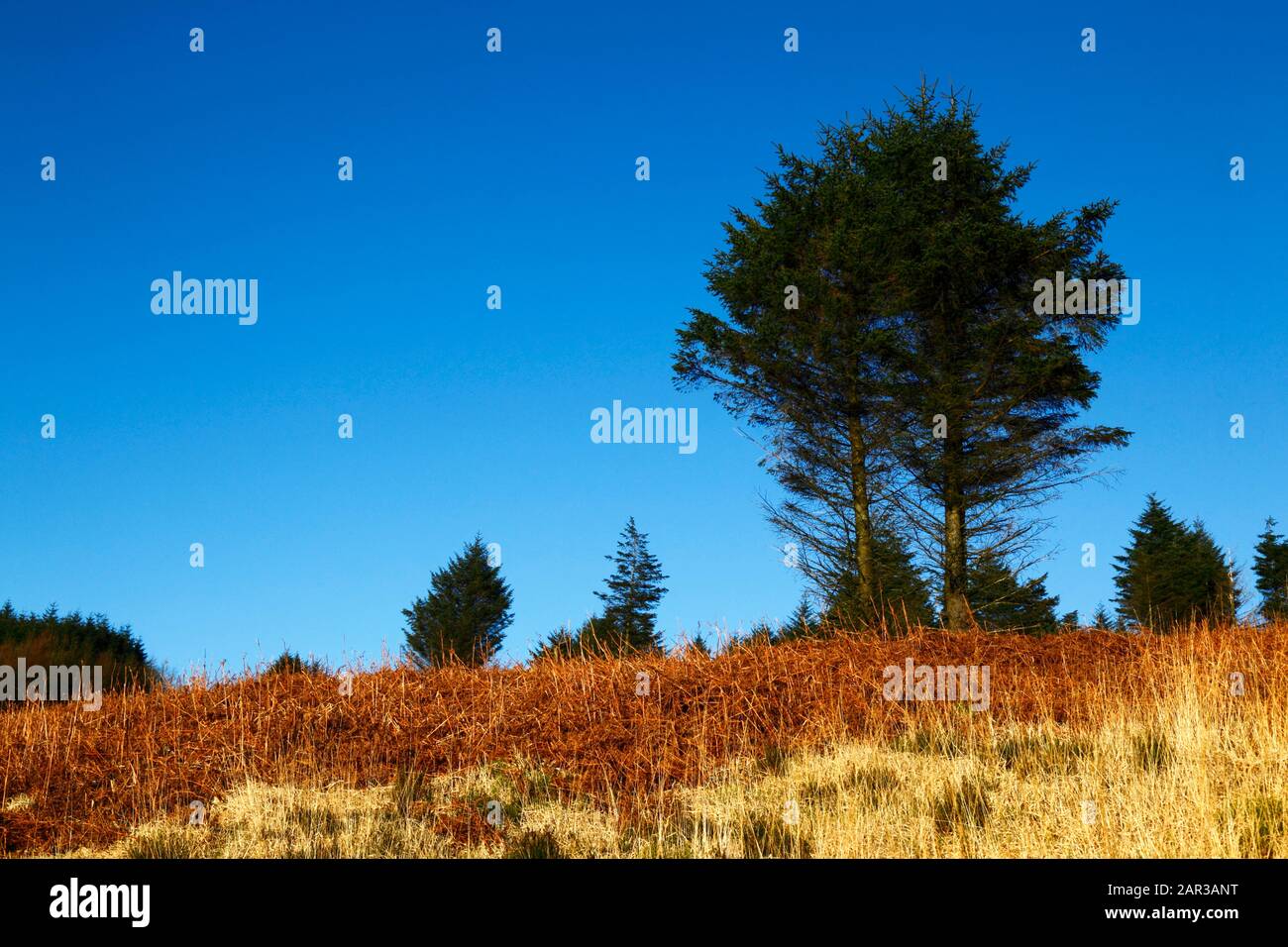 PIne trees and orange bracken on Pen Pych hill above Rhondda Fawr valley, Mid Glamorgan, Wales, United Kingdom Stock Photo