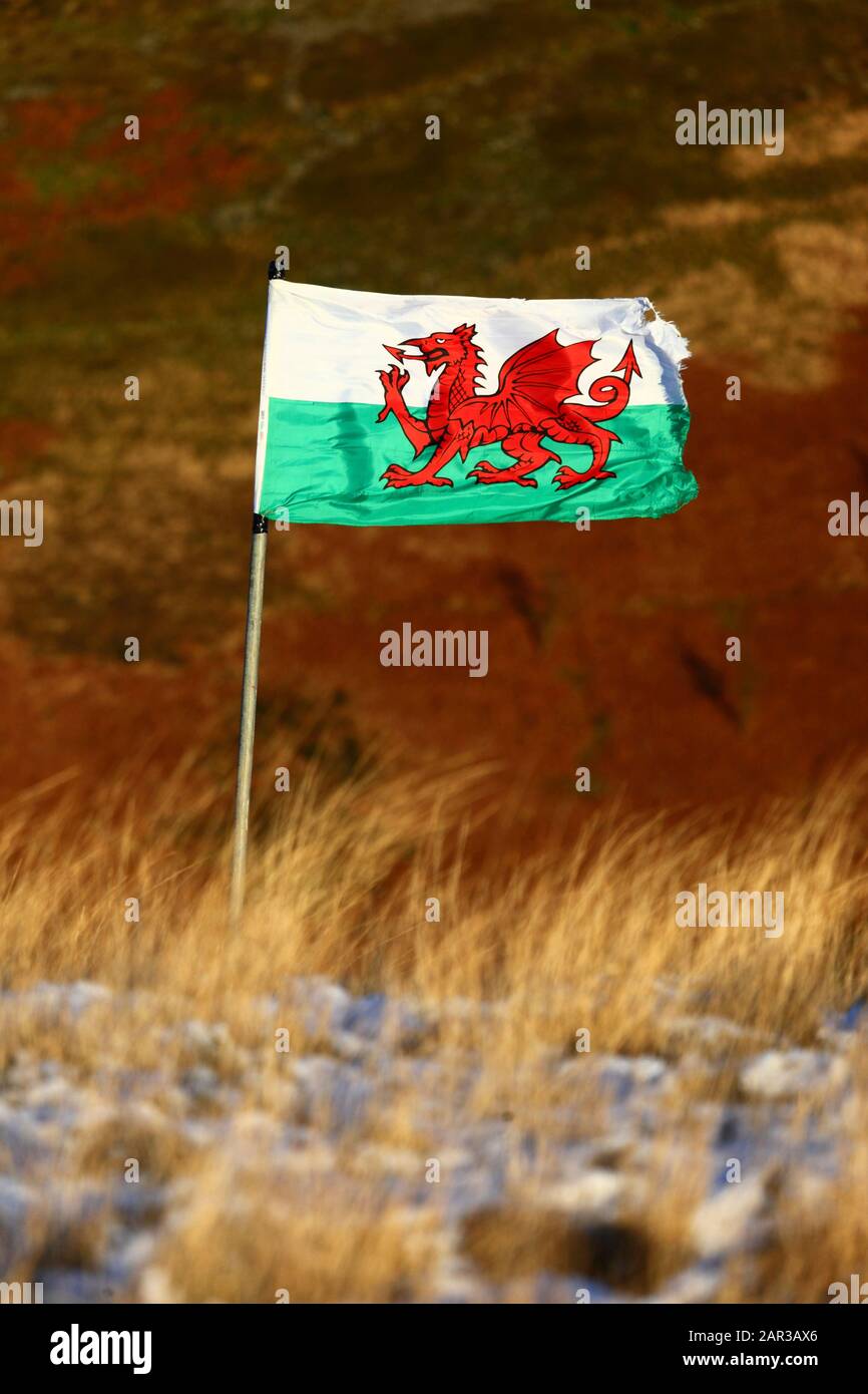Welsh flag in snow on Pen Pych hill above Rhondda Fawr valley, Mid Glamorgan, Wales, United Kingdom Stock Photo