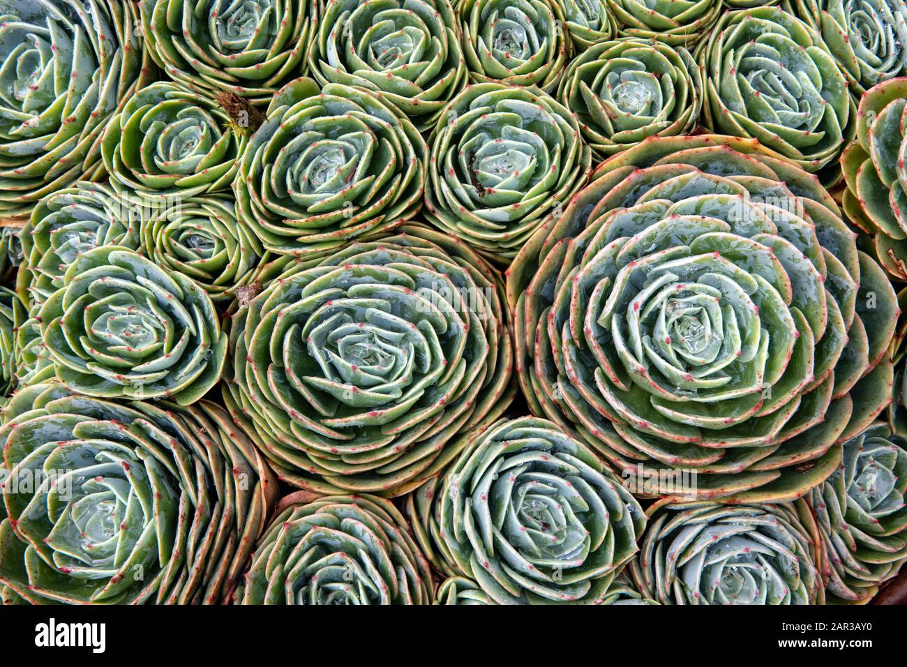 Succulent Plant Patterns - Paraiso Quetzal Lodge, San Gerardo de Dota, San Jose Province, Costa Rica Stock Photo