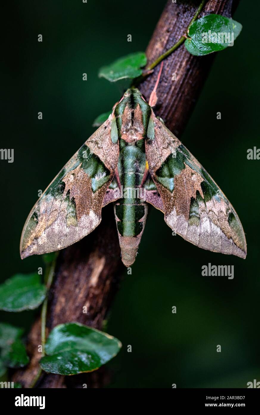 Close-up of sphinx moth or hawk moth (family Sphingidae) - La Laguna del Lagarto Eco-Lodge, Boca Tapada, Costa Rica Stock Photo