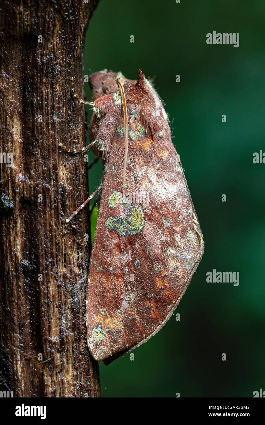 Close-up of camouflaged moth species - La Laguna del Lagarto Eco-Lodge, Boca Tapada, Costa Rica Stock Photo