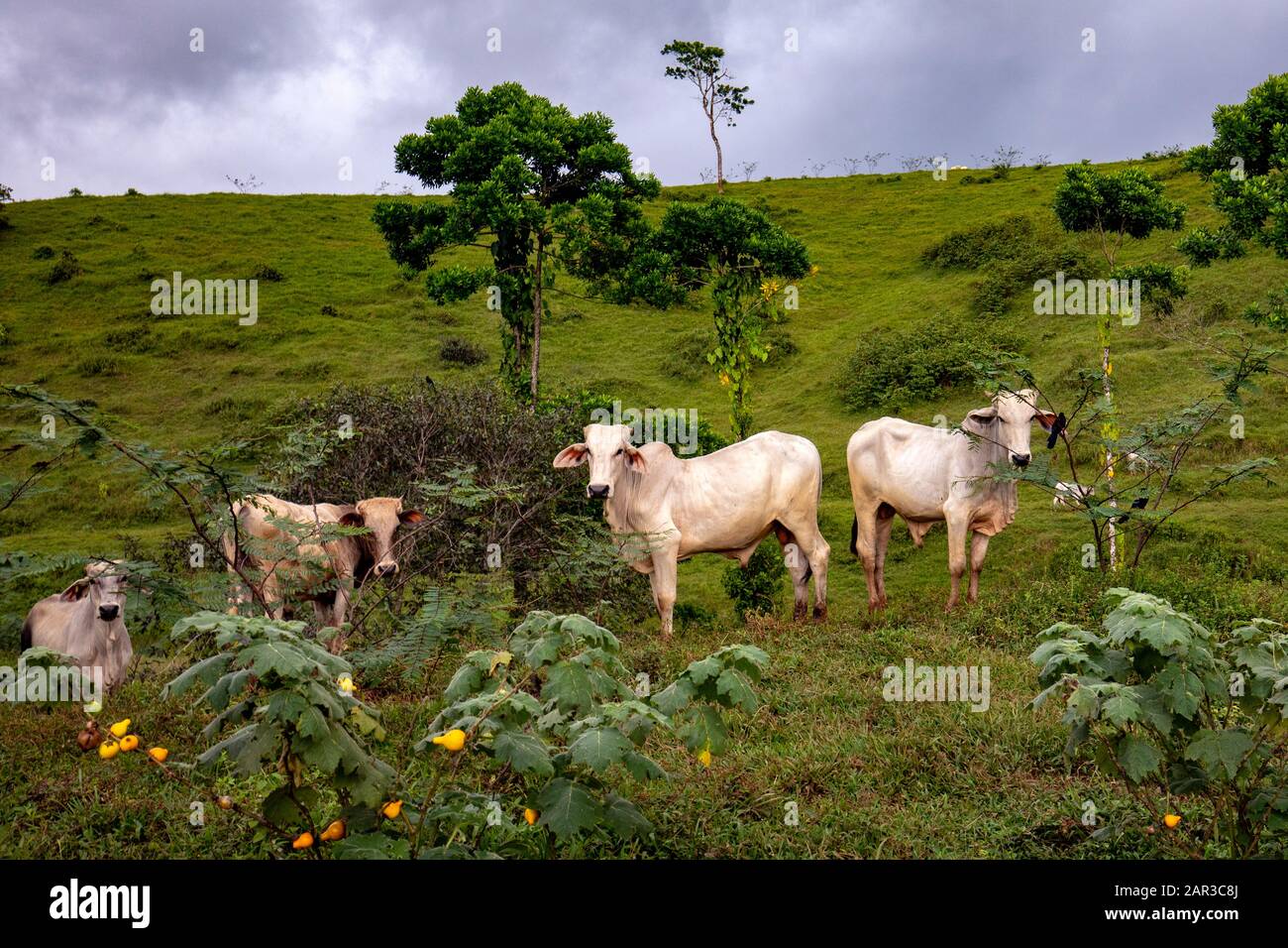 Brahman cattle in the northern lowlands of Costa Rica - near Boca Tapada, San Carlos, Costa Rica Stock Photo