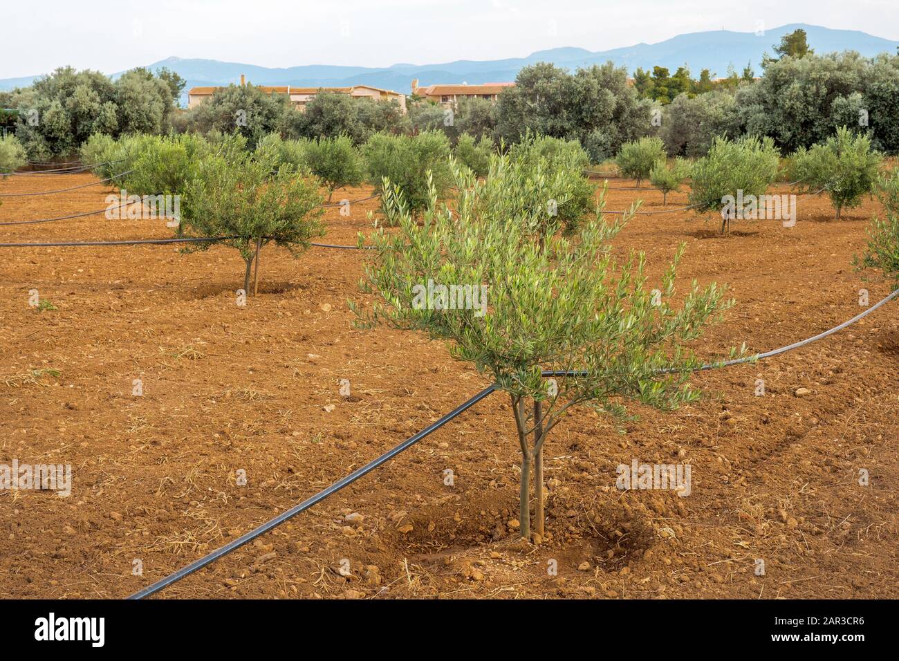 Watering young trees hires stock photography and images Alamy