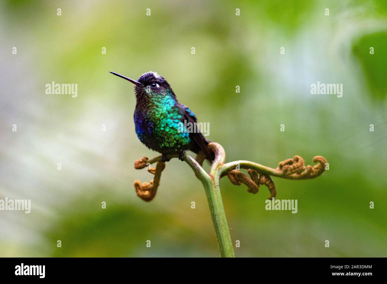 Talamanca Hummingbird (Eugenes spectabilis) - Paraiso Quetzal Lodge, San Gerardo de Dota, San Jose Province, Costa Rica Stock Photo