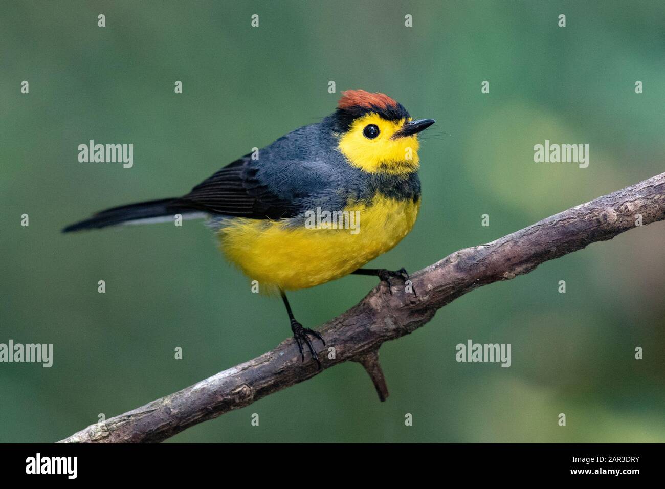 Collared redstart (Myioborus torquatus) - Paraiso Quetzal Lodge, San ...