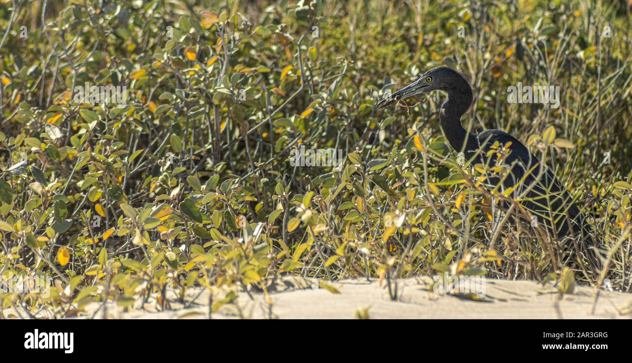 Blue Heron was hunting and eating on the Cuban beach. I follow that nice bird for more than 500 meters before getting a shot has its lunch (lizard). Stock Photo