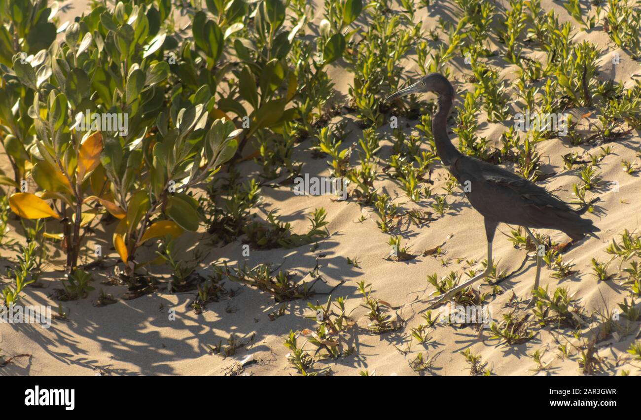 Blue Heron was hunting-feeding on the Cuban beach. I follow that nice bird for more than 500 meters before getting a shot has its lunch (lizard). Stock Photo