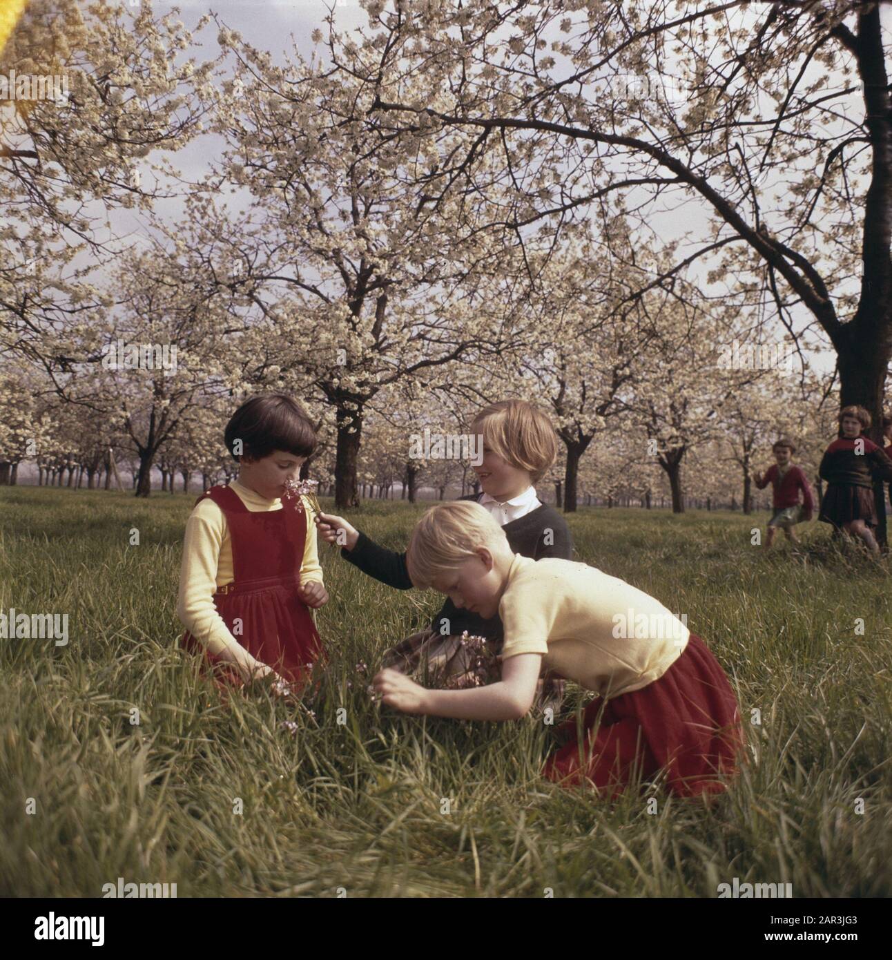 children, orchards Date undated Keywords orchards, children Stock