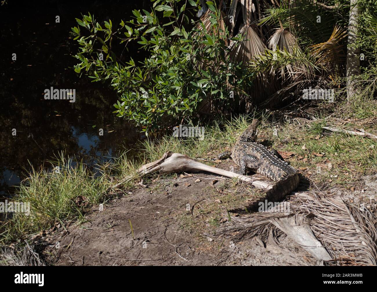 American crocodile in coastal area of South Florida (Crandon park, Key Biscayne, Miami, Florida) Stock Photo