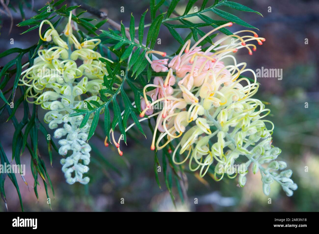 Australian native grevillea, probably the Peaches and Cream variety, at Maroochy Regional Bushland Garden, Sunshine Coast, Queensland Stock Photo