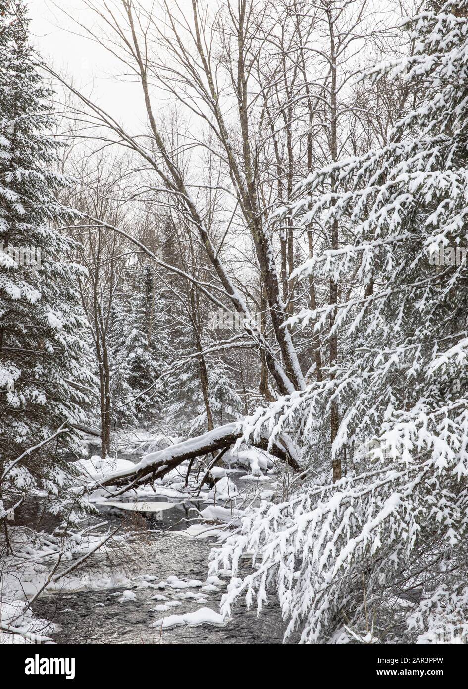 Winter creek in northern Wisconsin. Stock Photo