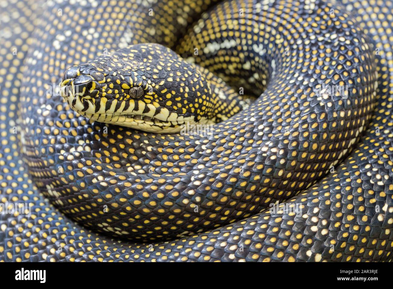 Diamond Python in curled position Stock Photo - Alamy