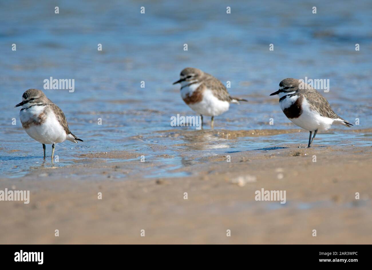Double Banded Plovers East West migration to QLD, Australia for