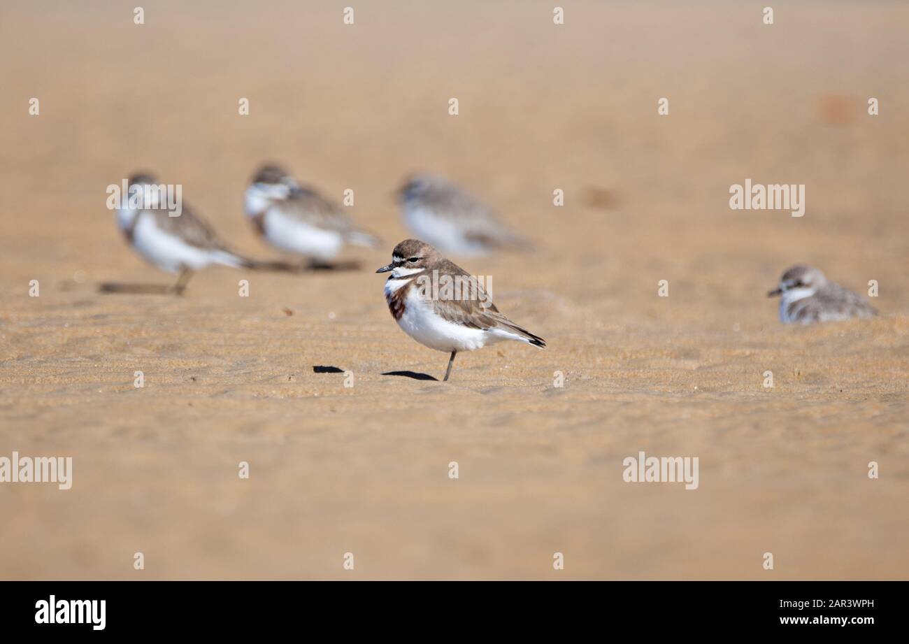 Double Banded Plovers East West migration to QLD, Australia for