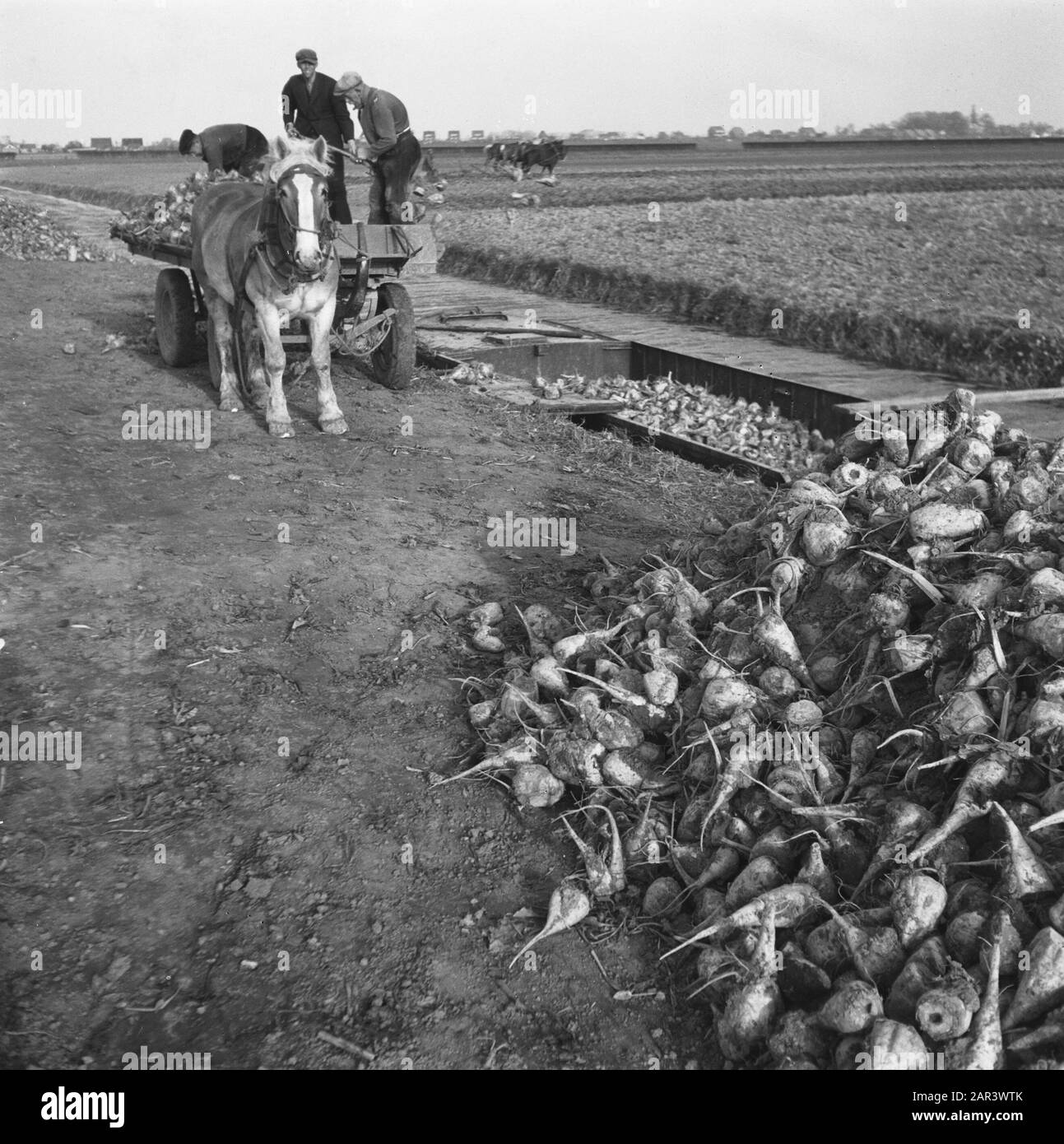 Recordings of the new sugar beet harvest Date 1945 Keywords