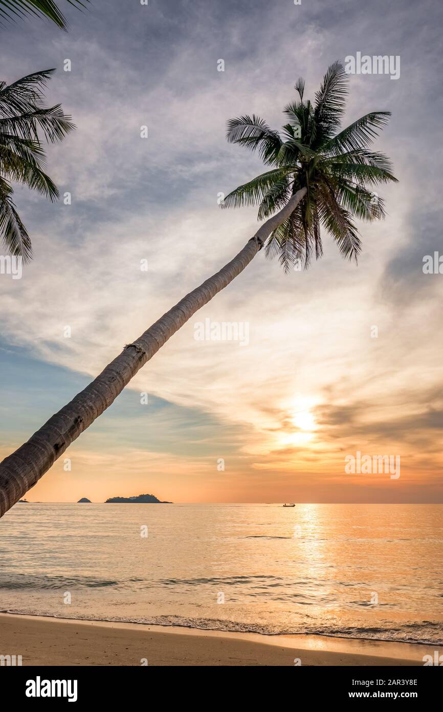 Palm tree on an empty tropical beach at sunset Stock Photo