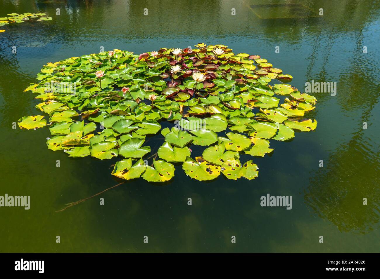 Lily pond with beautiful reflection. Sunny day in Balboa Park, San Diego, California Stock Photo