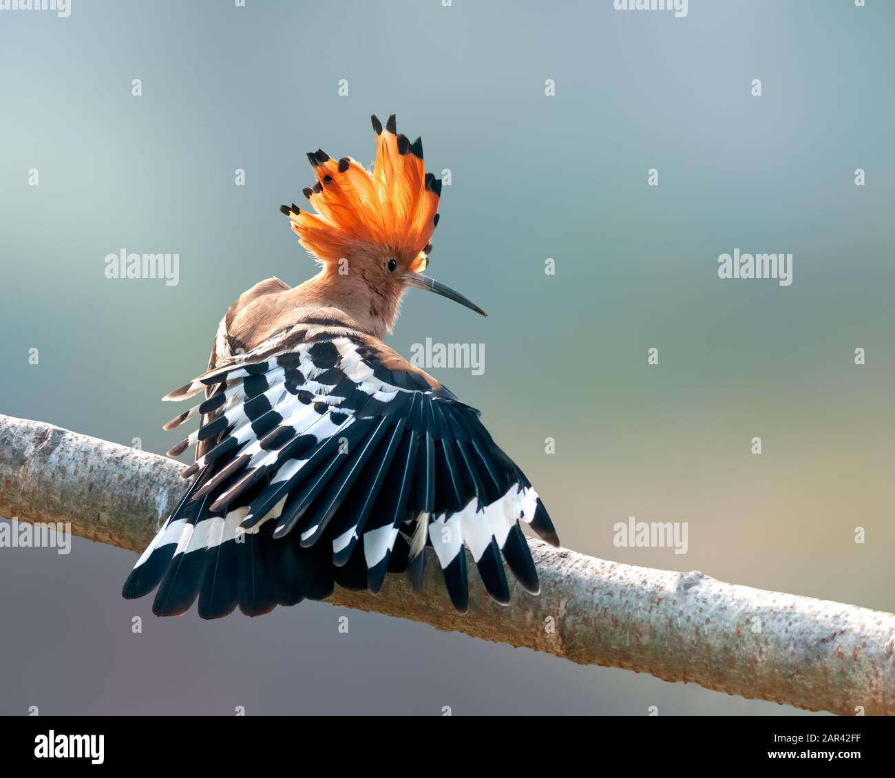 Itching on tree hires stock photography and images Alamy