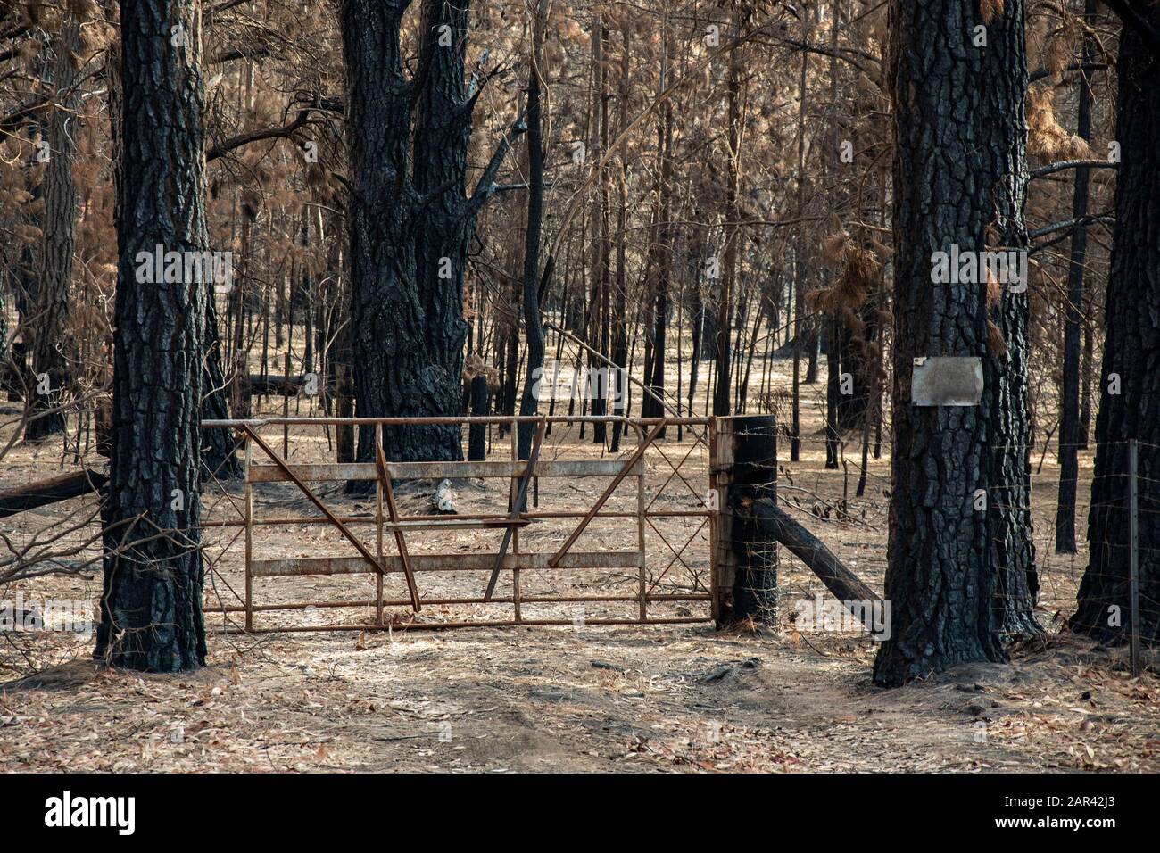 Australian Bushfires aftermath. Wingello, NSW. Fire occurred on the night of January 4 Stock Photo