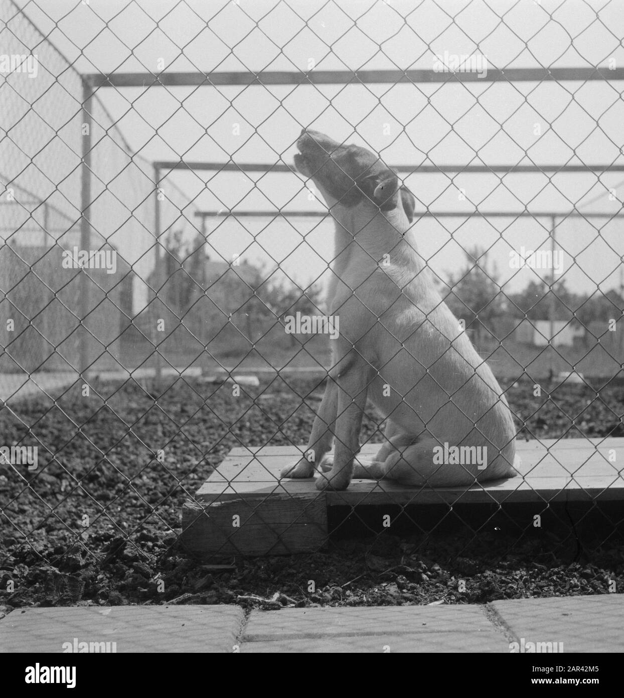 Dog pension Duivendrecht Date: May 22, 1949 Location: Pigeon law Keywords: Dog Guesthouses Stock Photo
