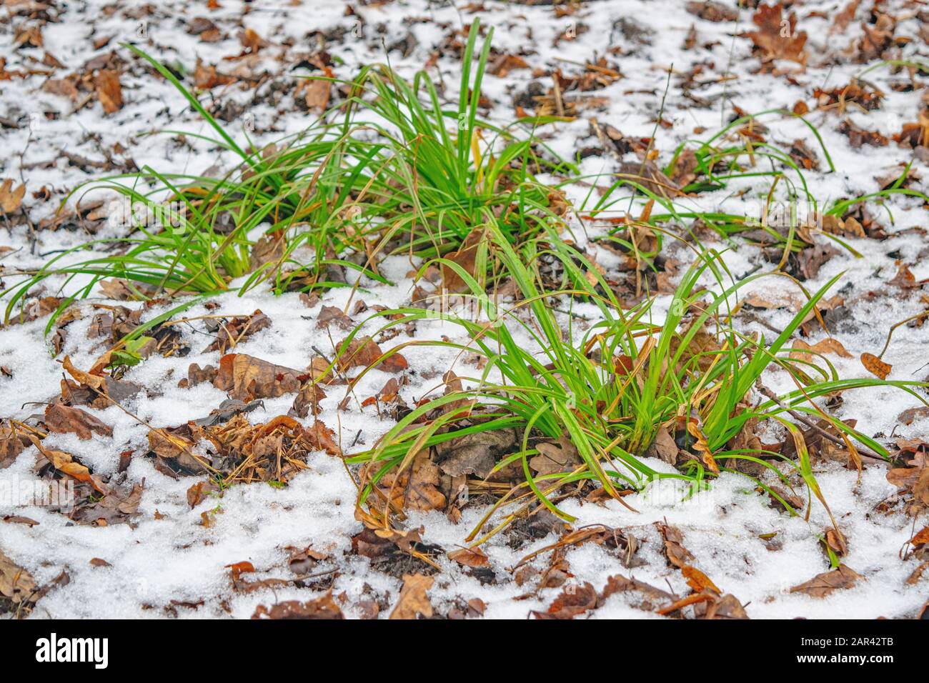 Green grass under the first snow. The charm of autumn Stock Photo - Alamy
