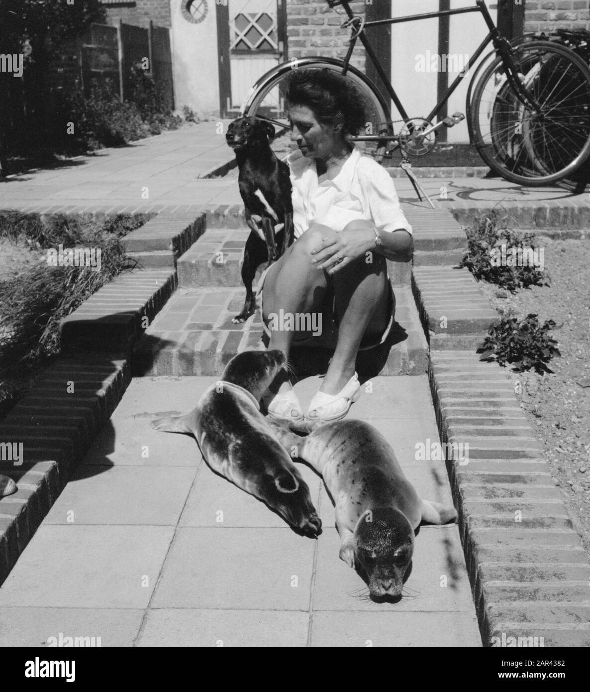 Young seals with caregiver Date: 19 July 1950 Location: Fllissingen, Zeeland Keywords: seals Stock Photo