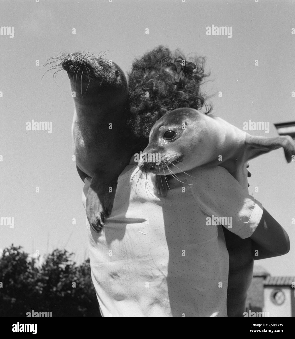 Young seals with caregiver Date: 19 July 1950 Location: Fllissingen, Zeeland Keywords: seals Stock Photo