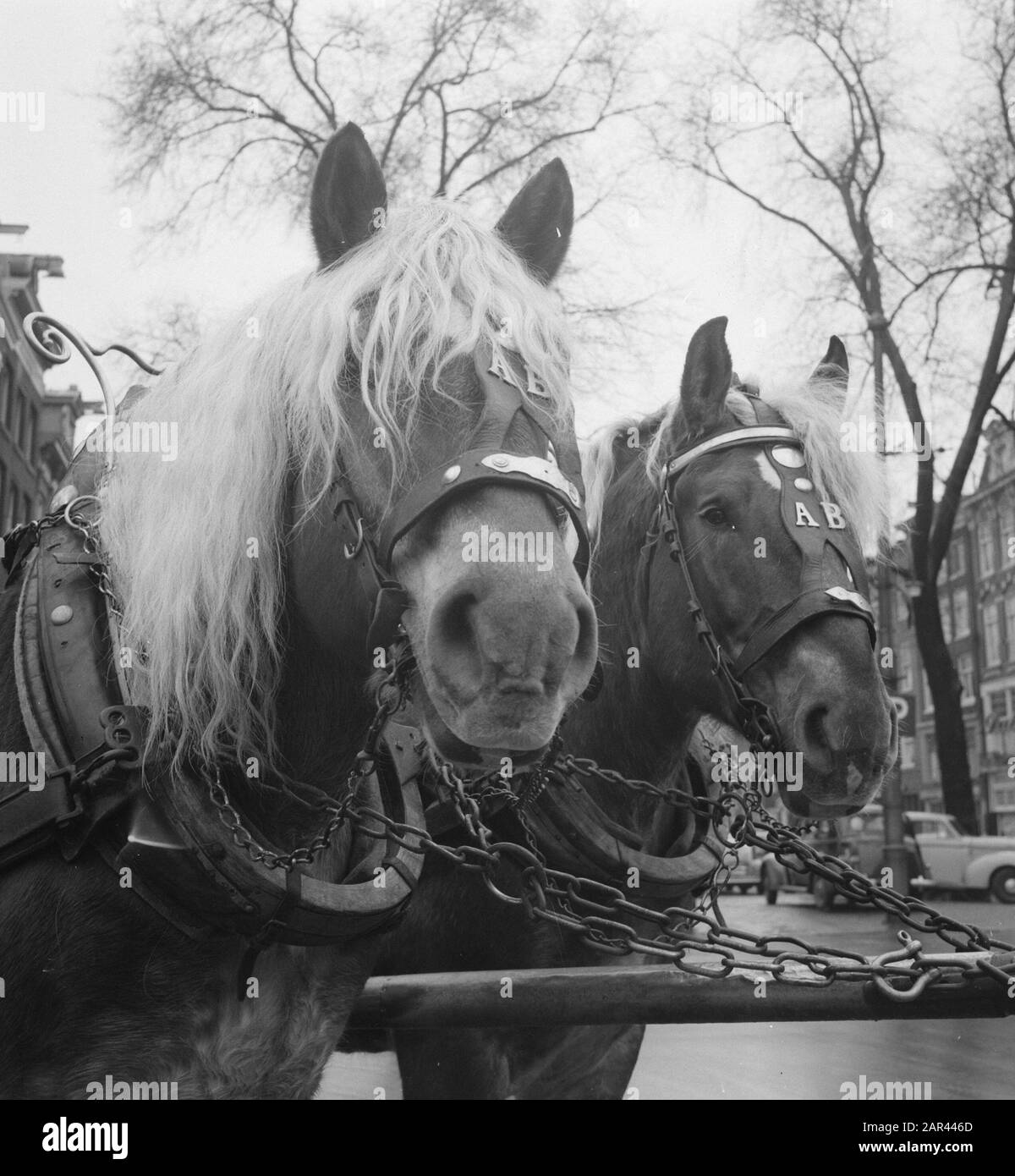 Horse Heads Date 7 January 1951 Stock Photo Alamy