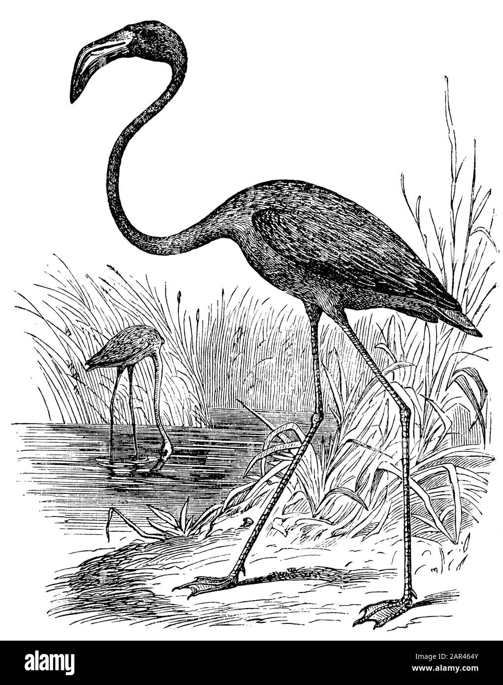 greater flamingo, Phoenicopterus roseus, anonym (zoology book, 1889) Stock Photo