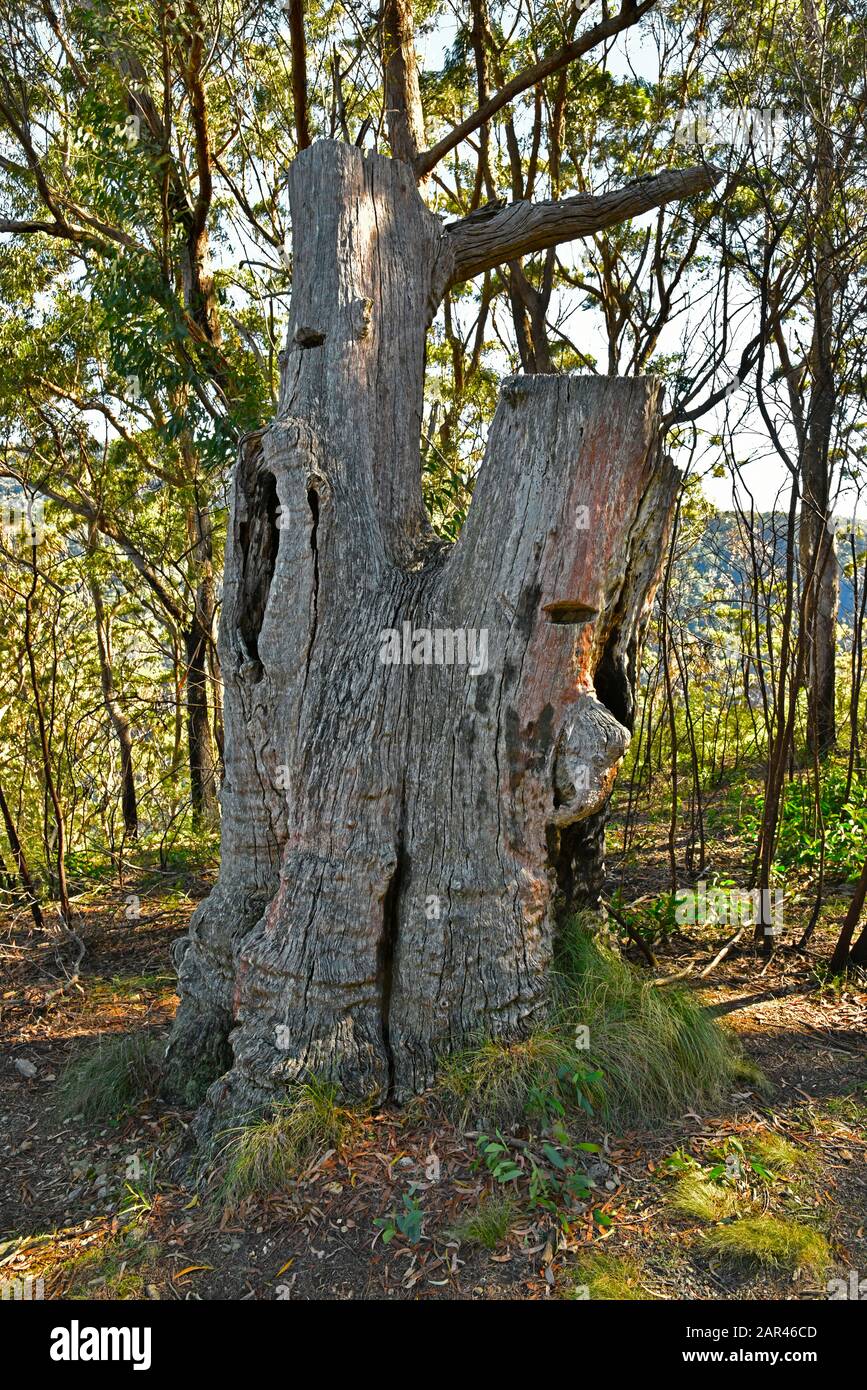 Raspberry Lookout in the Gibraltar Range National Park. Remains of a Cedar tree with cutouts for the springboards the axemen stood on. Stock Photo