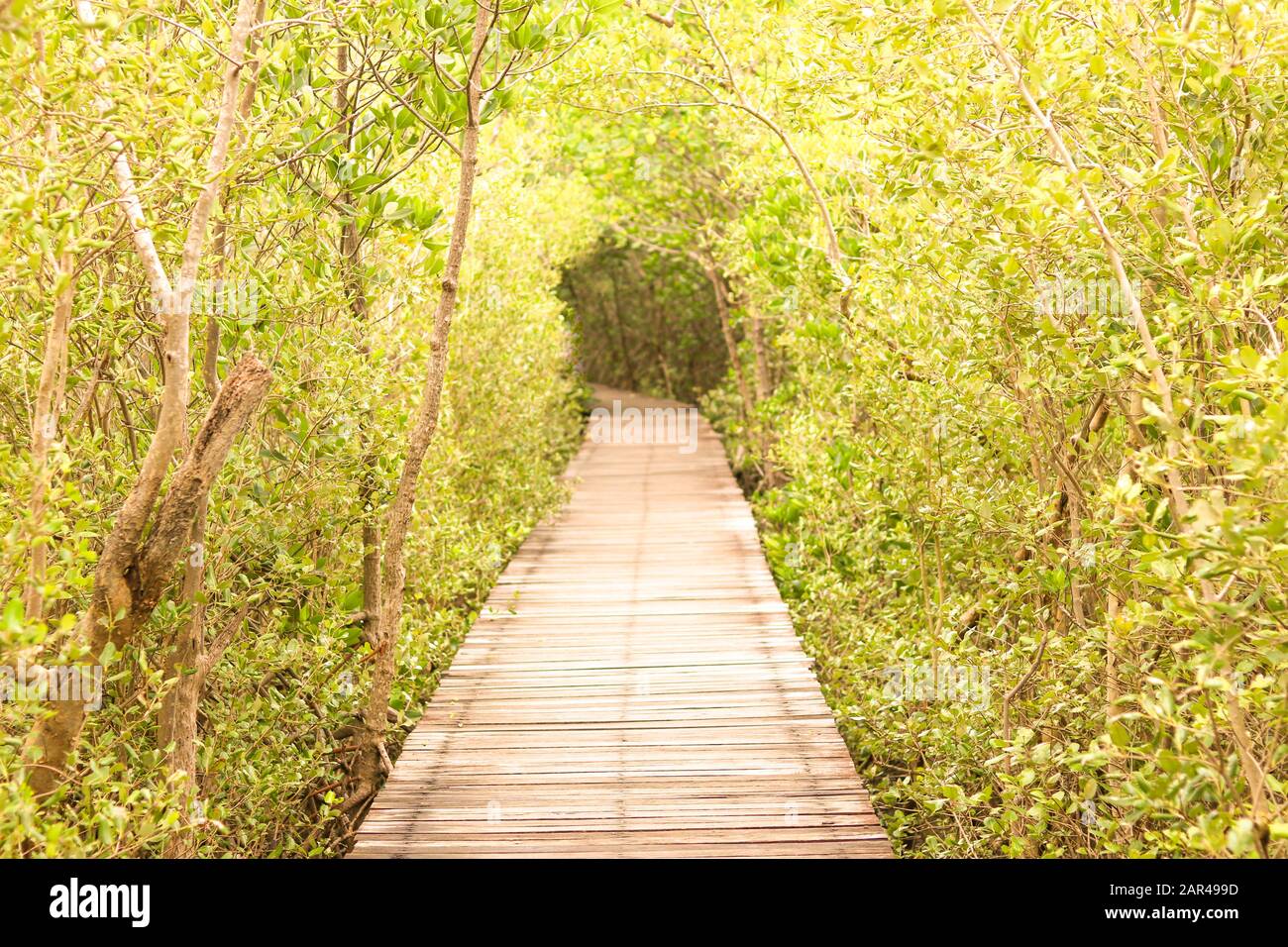 Wood floor walkways with tree tunnel. The pathway with two sides is a tree. Stock Photo