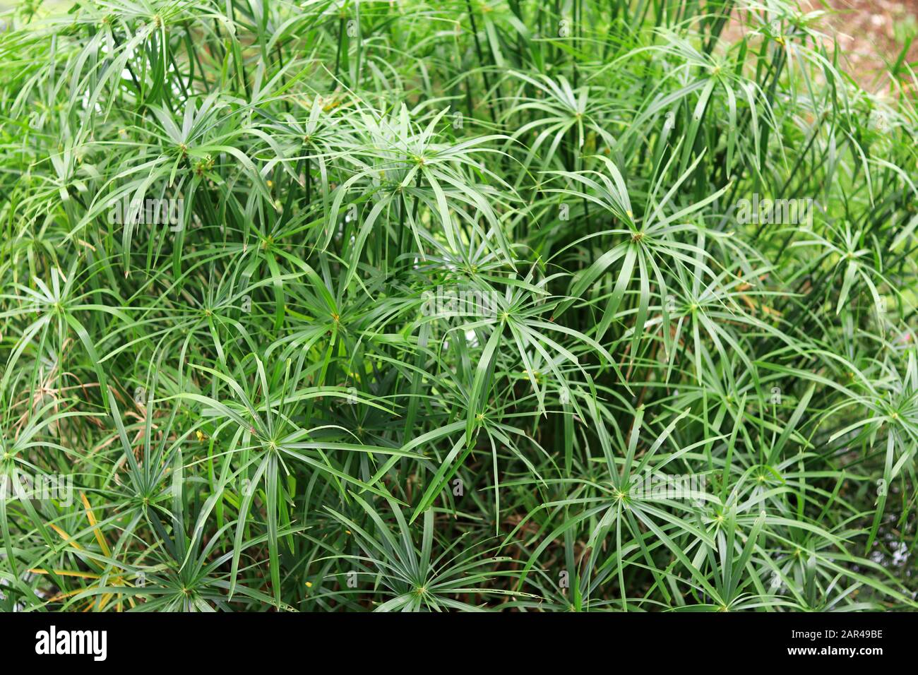 Group of papyrus growing up near the water source. Papyrus with straight stems and long slender leaves. Stock Photo