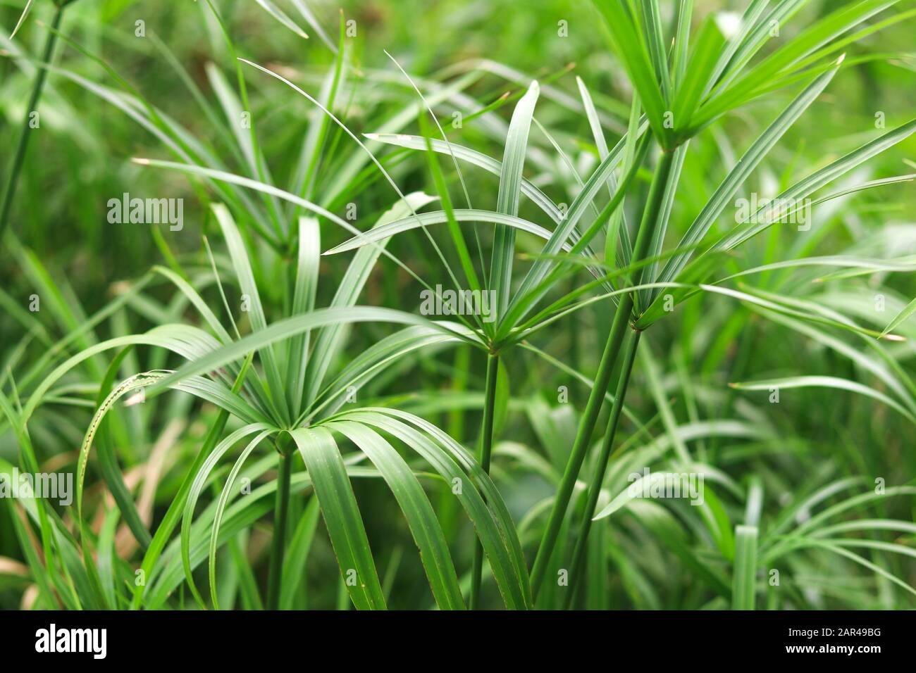 Group of papyrus growing up near the water source. Papyrus with straight stems and long slender leaves. Stock Photo