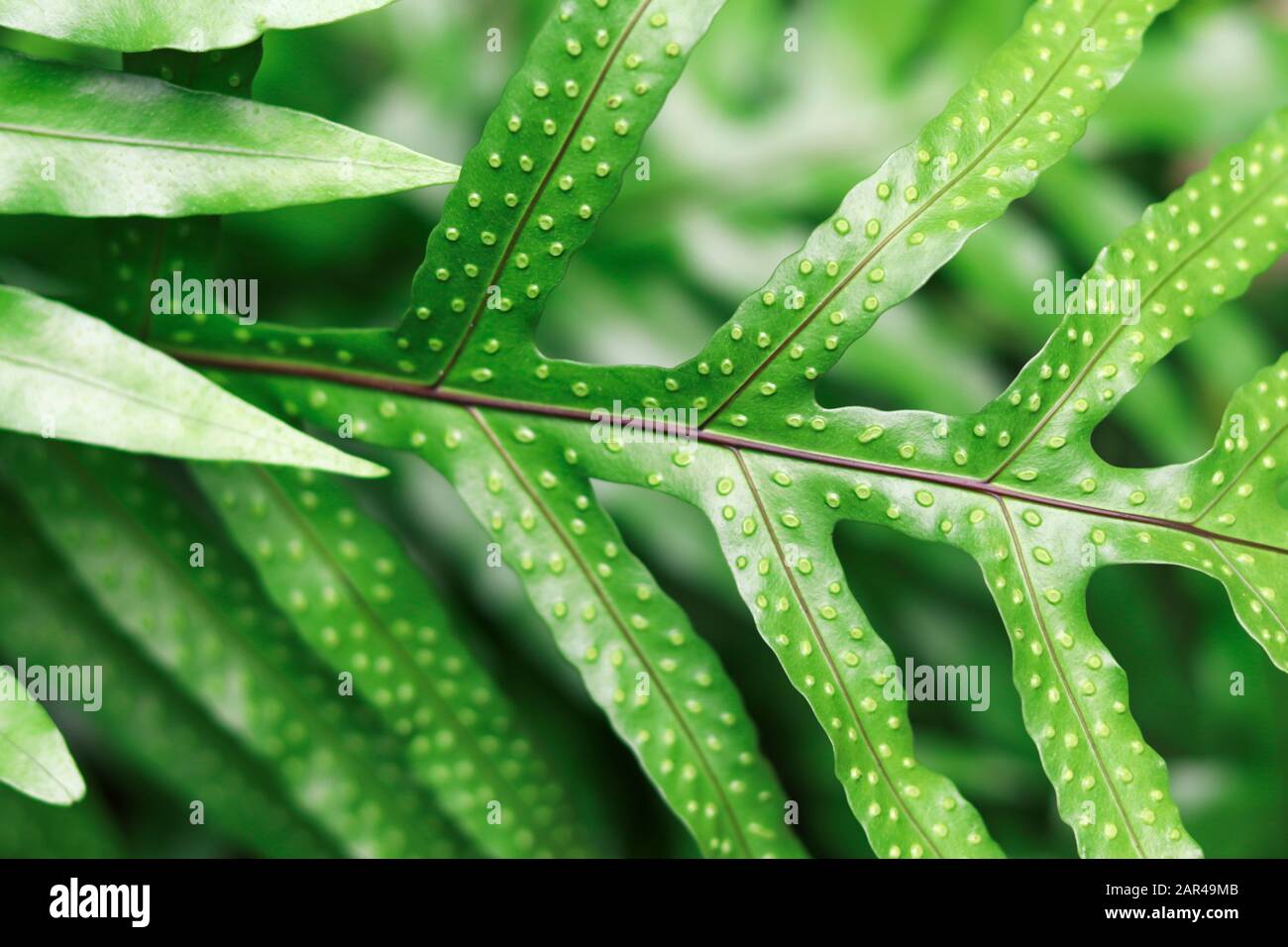 Serpent fern leaves on blurred background. Water fern leaves Stock Photo