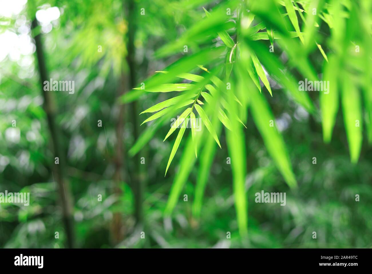 Green bamboo leaves with selective focus on blurred background. Stock Photo