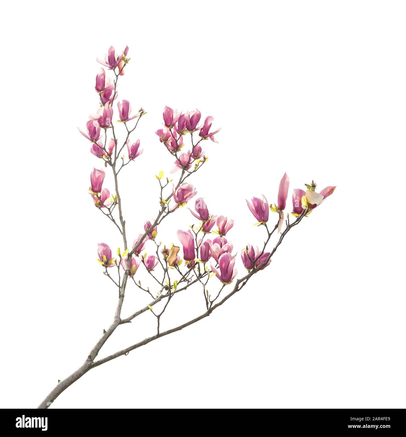 magnolia blossom isolated on white background Stock Photo - Alamy