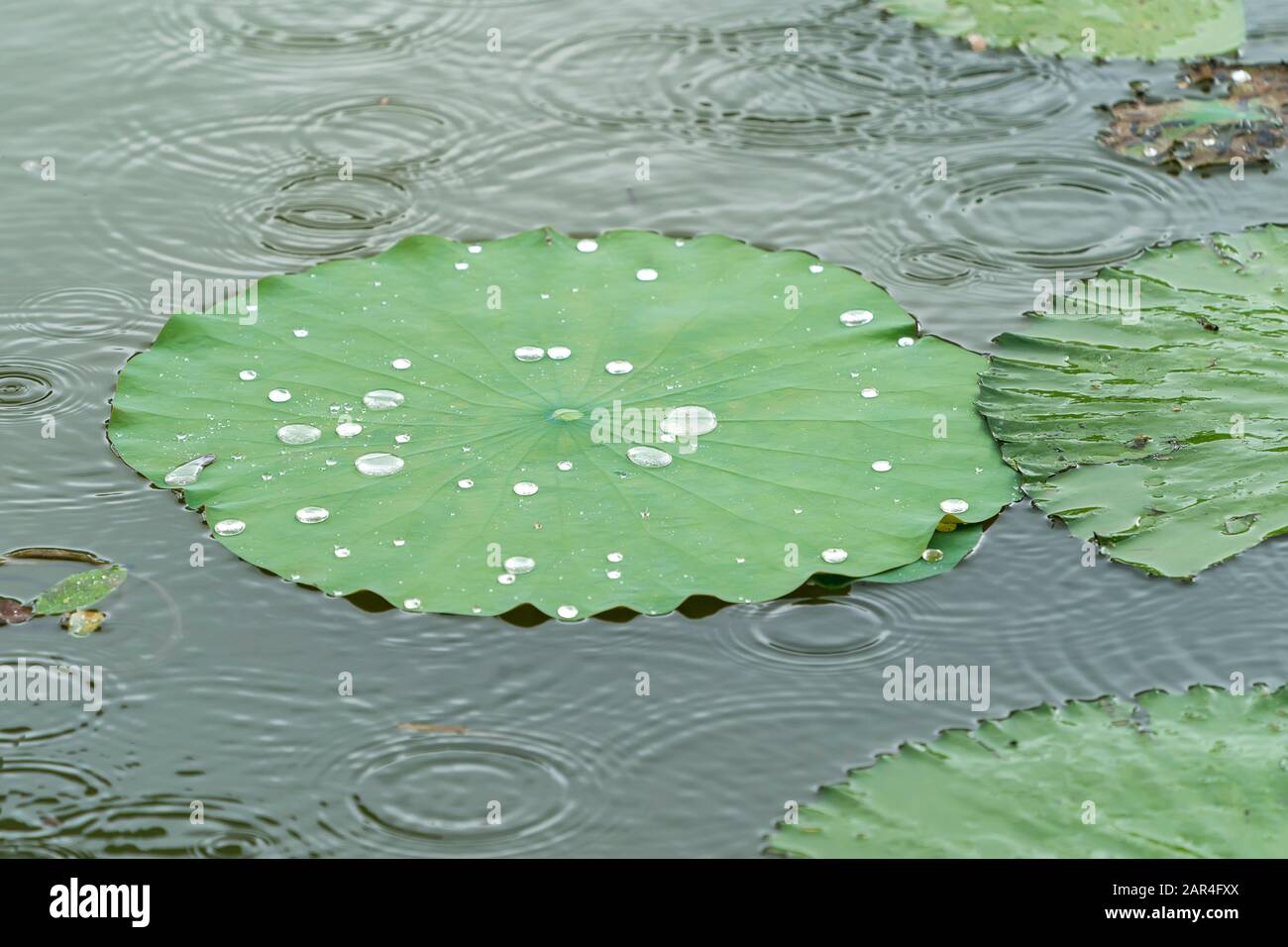 lotus leaf background with water drops Stock Photo - Alamy