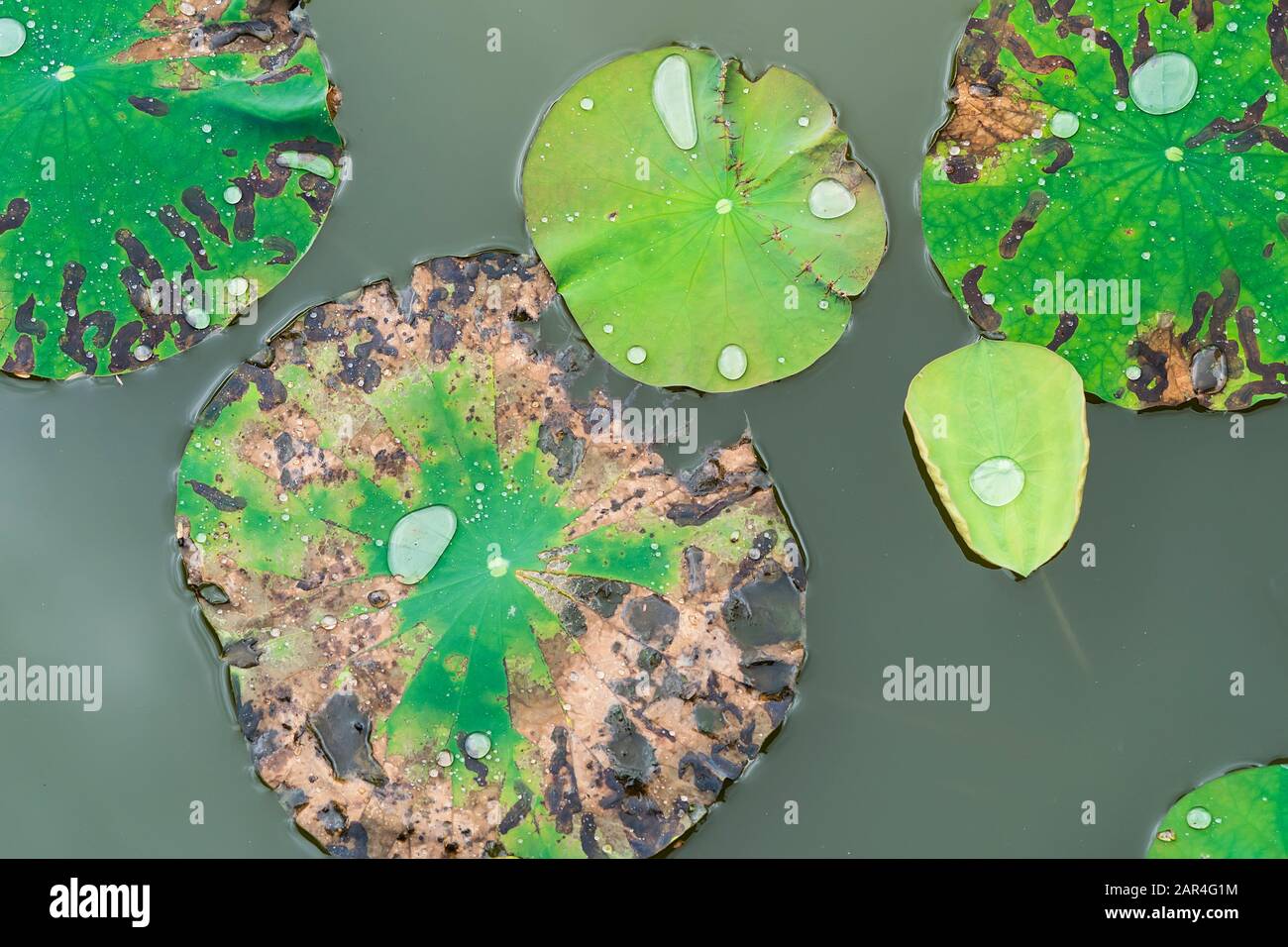 lotus leaf background with water drops Stock Photo - Alamy