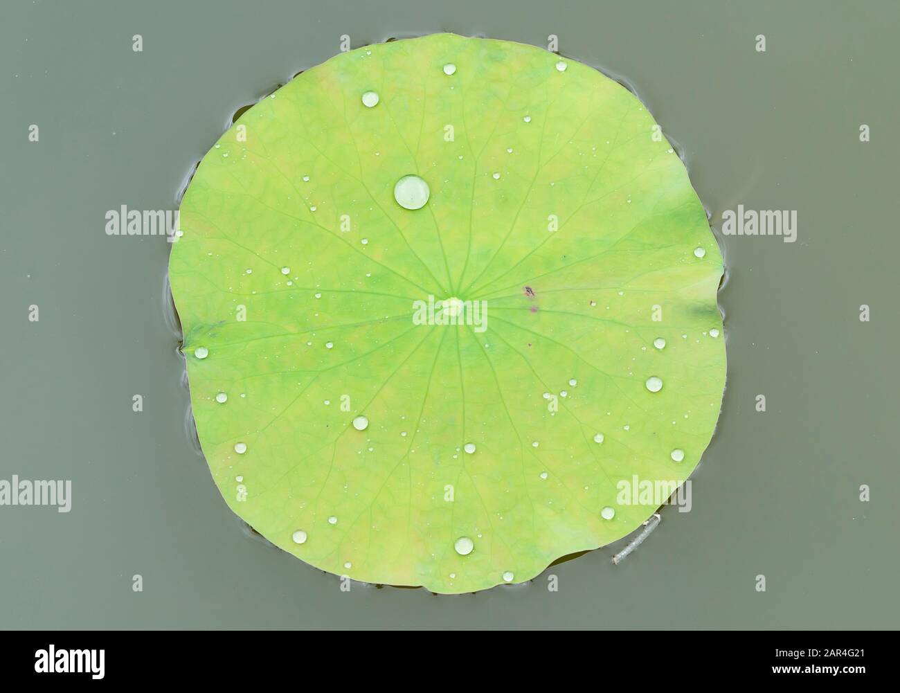 lotus leaf background with water drops Stock Photo - Alamy