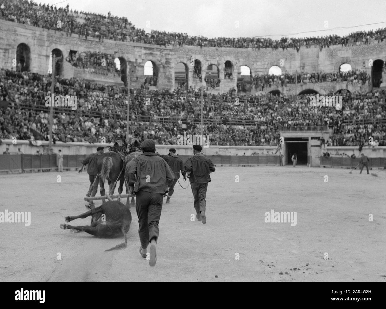 Bullfight in the Arena of Nîmes  Dead bull is dragged out arena Date: September 1, 1935 Location: France, Nîmes Keywords: arenas, public, bulls, bullfighting, stands Stock Photo