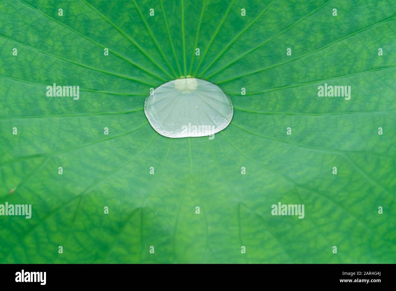 lotus leaf background with water drops Stock Photo - Alamy