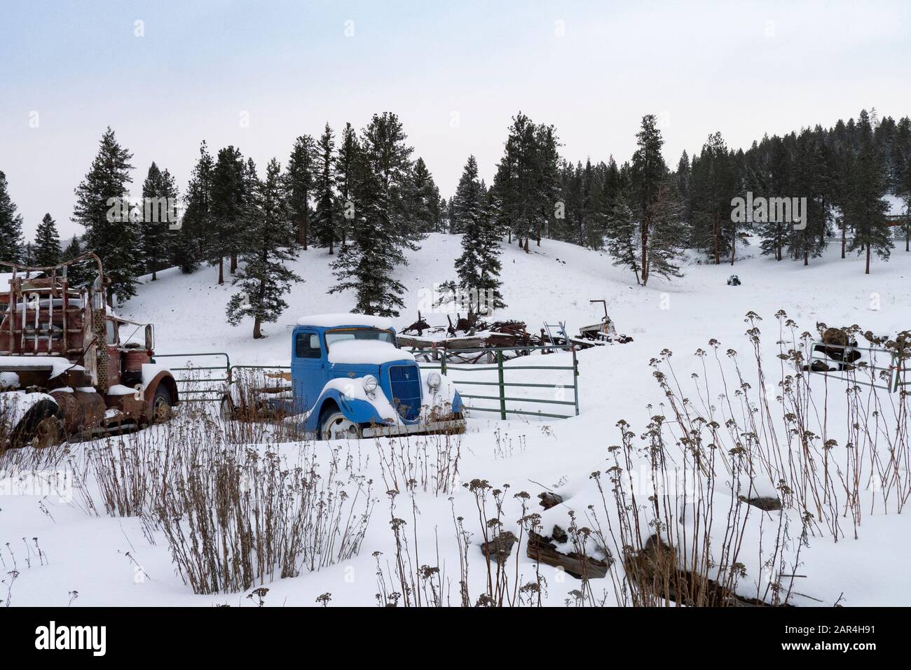 A 1935 Ford farm truck, covered in the snow, on a farm in Beavertail, Montana. Stock Photo