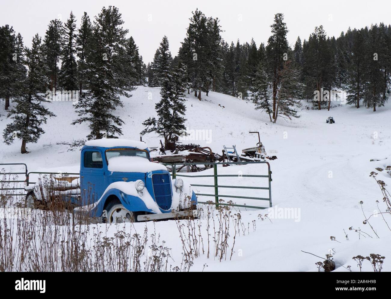 A 1935 Ford farm truck, covered in the snow, on a farm in Beavertail, Montana. Stock Photo
