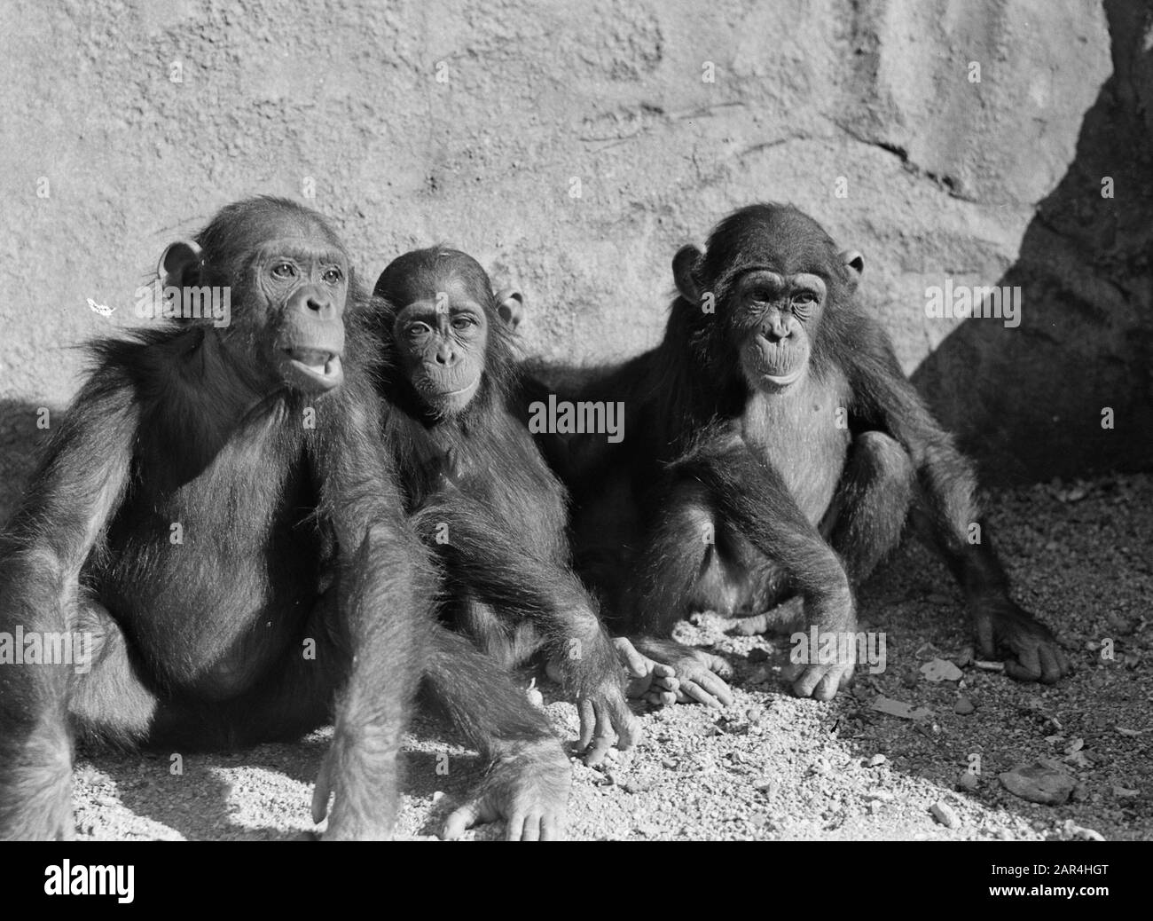 Bonobo nouvelle collection 2019 hotsell