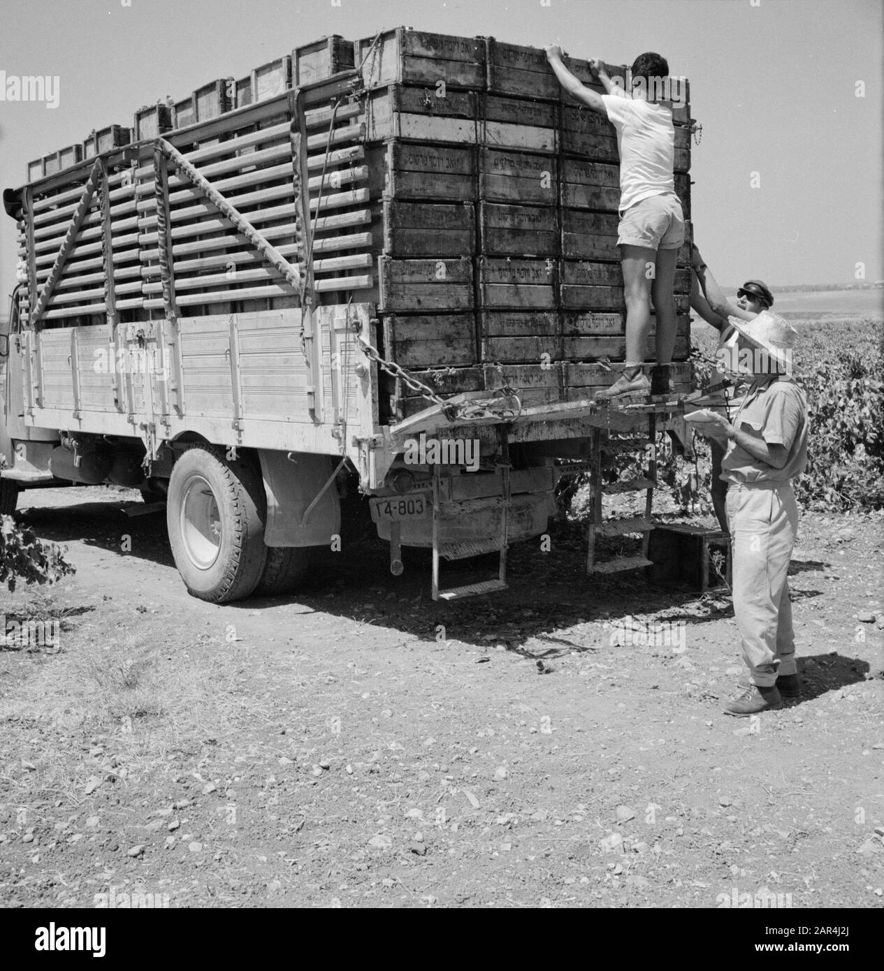 Grape picking in the vineyards of Zichron Jacob. A fully loaded truck ...